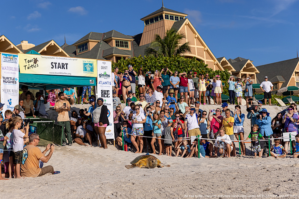 Vero Beach Celebrates 15th Annual “Tour de Turtles” DVCinfo Community