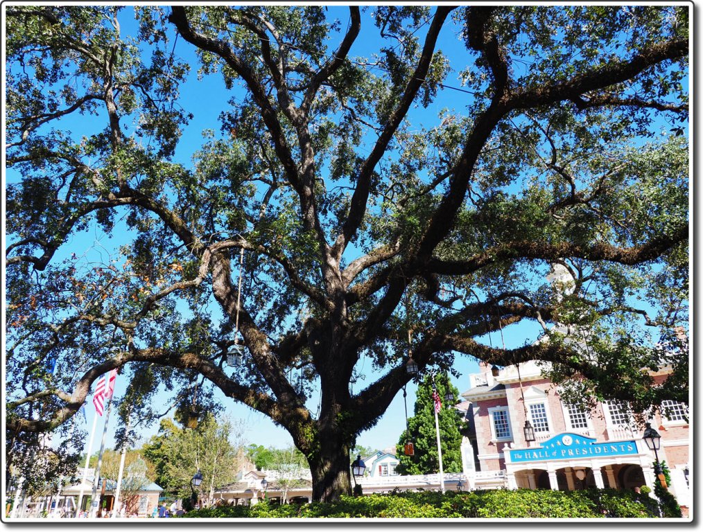 Liberty Tree | DVCinfo Community